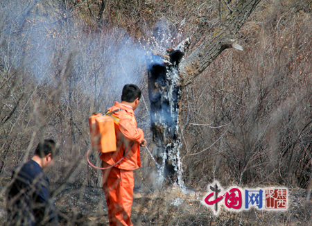图:消防人员在对一棵燃烧的树木进行灭火处理