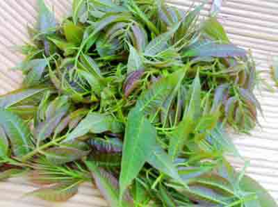 春日宜养阳:推荐11种养阳蔬菜(组图)(1)_卫生频道_光明网