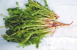 【野菜】春季常见野菜养生功能大全