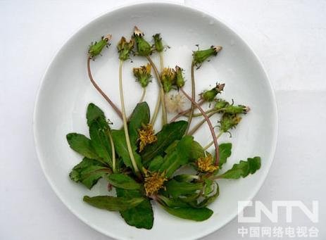 【野菜】春季常见野菜养生功能大全