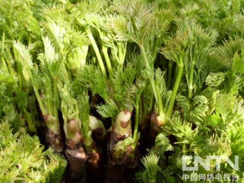 【野菜】春季常见野菜养生功能大全