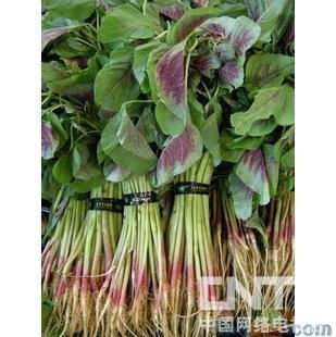 【野菜】春季常见野菜养生功能大全