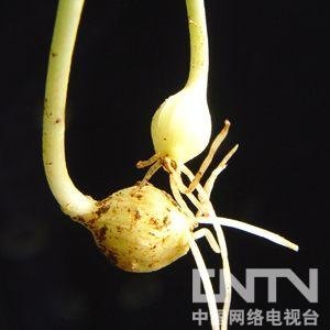 【野菜】春季常见野菜养生功能大全