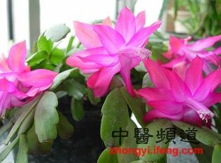 外出郊游千万别碰8种花草