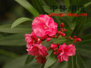 外出郊游千万别碰8种花草