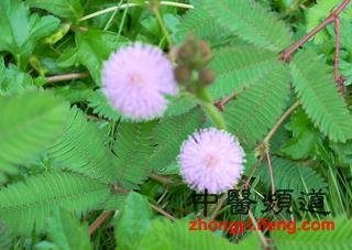 外出郊游千万别碰8种花草