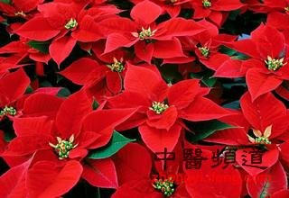 外出郊游千万别碰8种花草