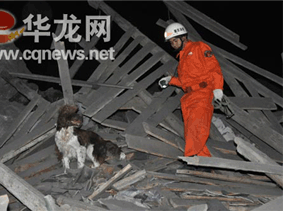 搜救犬正在进行搜索
